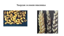 Возбудителями являются грибы tilletiacaries на пшенице.