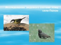 Исследование видового состава птиц села Полом