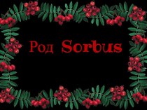 Род Sorbus