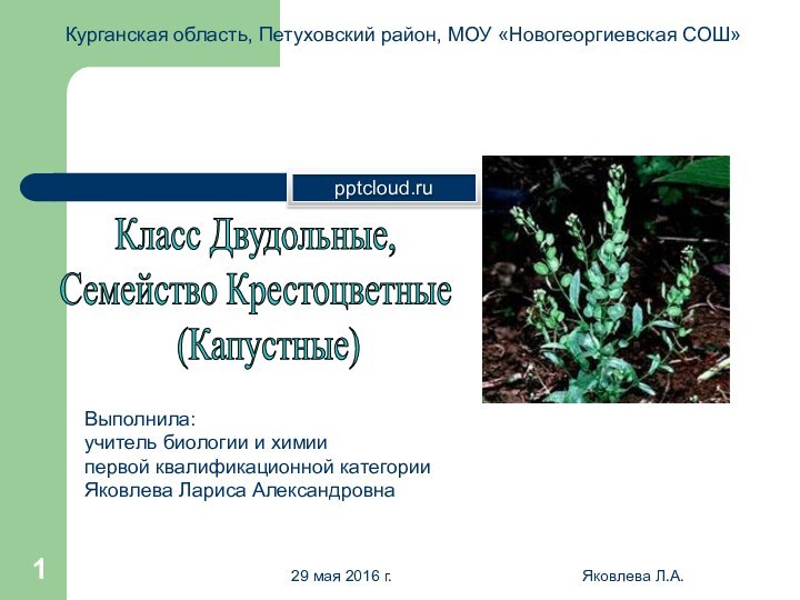 Яковлева Л.А.Курганская область, Петуховский район, МОУ «Новогеоргиевская СОШ»Класс Двудольные,Семейство Крестоцветные  (Капустные)Выполнила:учитель