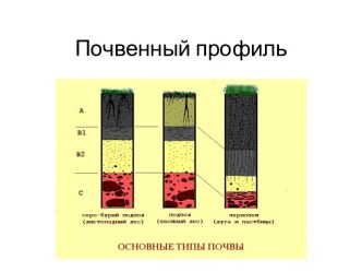 Почвенный профиль