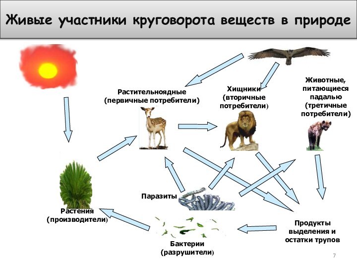 Растения(производители)Растительноядные (первичные потребители)Хищники(вторичные потребители)Животные, питающиеся падалью (третичные потребители) Продукты выделения и остатки