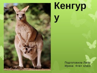 Кенгуру