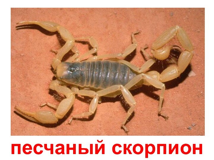 песчаный скорпион