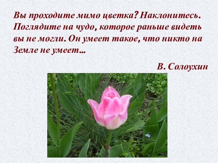 Вы проходите мимо цветка? Наклонитесь. Поглядите на чудо, которое раньше видеть вы