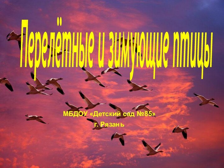 МБДОУ «Детский сад №85»г. РязаньПерелётные и зимующие птицы