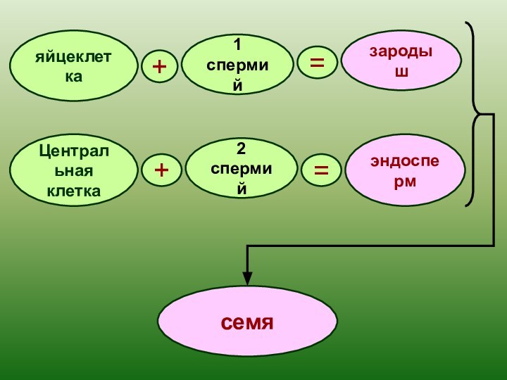 яйцеклетка+1 спермий=зародышЦентральнаяклетка2 спермий=+эндоспермсемя