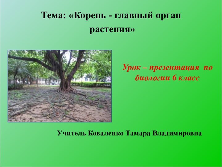 Тема: «Корень - главный орган растения»Урок – презентация по биологии 6 классУчитель Коваленко Тамара Владимировна