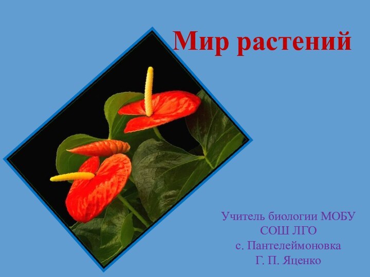 Мир растений Учитель биологии МОБУ СОШ ЛГО с. Пантелеймоновка Г. П. Яценко