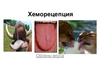 Хеморецепция