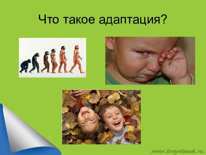 Что такое адаптация?