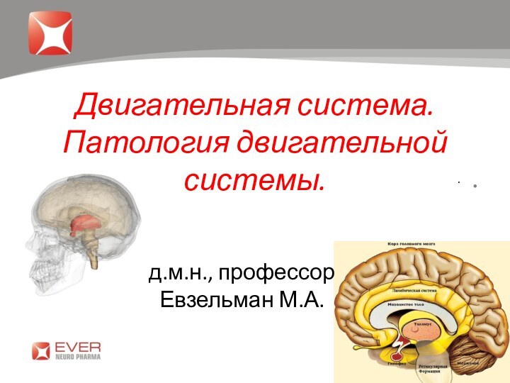 .Двигательная система. Патология двигательной системы. д.м.н., профессор Евзельман М.А.