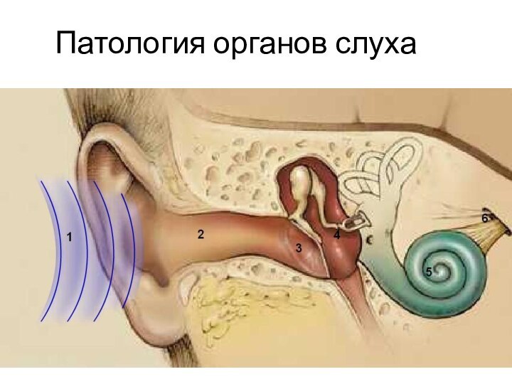 Патология органов слухаНейман Л.В., Богомильский М.Р. Анатомия, физиология и патология органов слуха