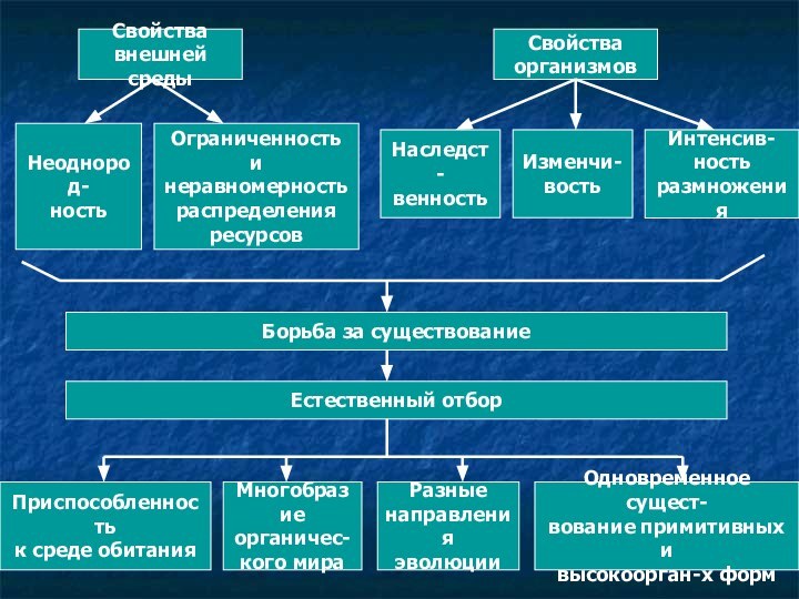 Свойства внешней средыСвойстваорганизмовНеоднород-ностьОграниченностьи неравномерностьраспределенияресурсов Наследст-венностьИзменчи-востьИнтенсив-ность размноженияБорьба за существованиеЕстественный отборМногобразиеорганичес-кого мираРазные направленияэволюцииОдновременное сущест-вование