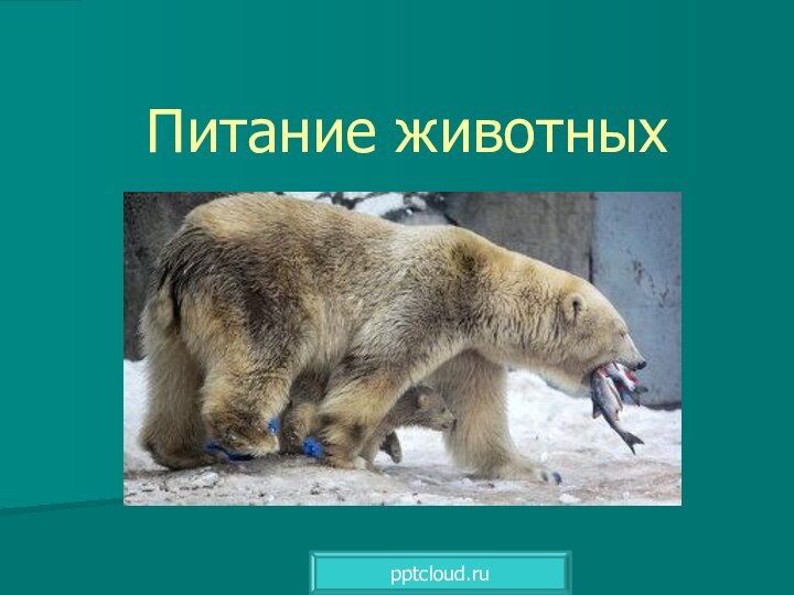 Питание животных