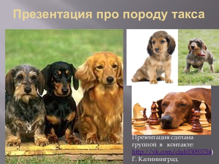 Презентация про породу таксаПрезентация сделана группой в  контакте: http://vk.com/club33093754) Г. Калининград.