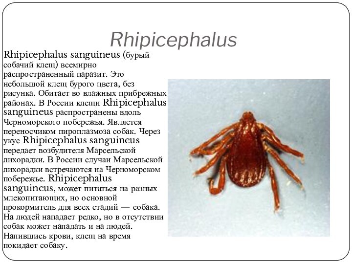 RhipicephalusRhipicephalus sanguineus (бурый