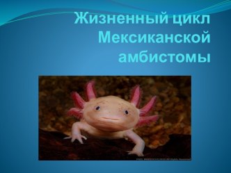 Жизненный цикл Мексиканской амбистомы