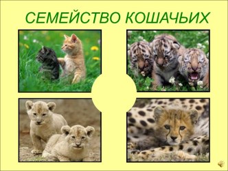 Семейство кошачьих