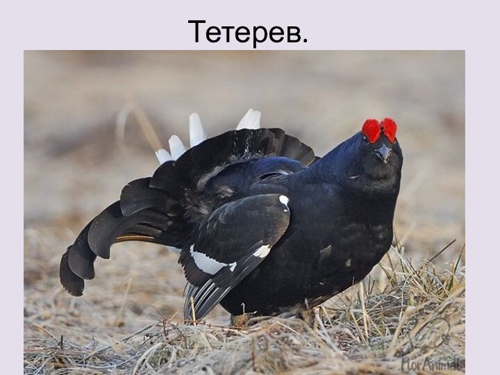 Тетерев.