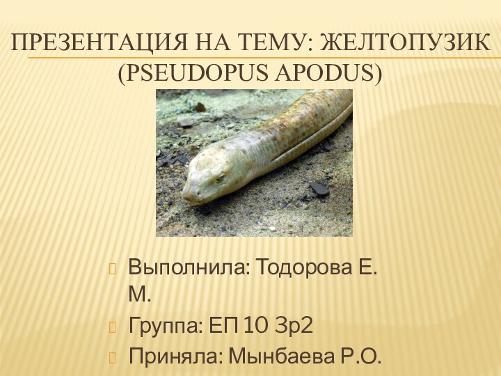 Презентация на тему: желтопузик (Pseudopus apodus)Выполнила: Тодорова Е.М.Группа: ЕП 10 3р2Приняла: Мынбаева Р.О.