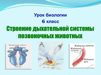 Строение дыхательной системы позвоночных животных