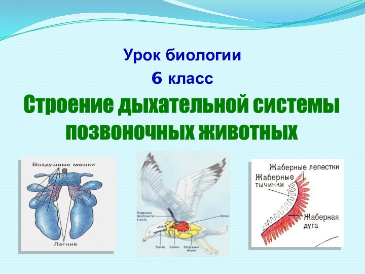 Урок биологии 6 классСтроение дыхательной системыпозвоночных животных