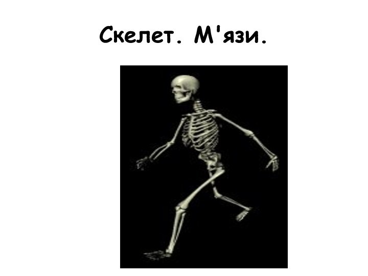 Скелет. М'язи.