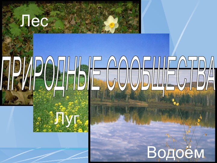 ЛесЛугВодоёмПРИРОДНЫЕ СООБЩЕСТВА