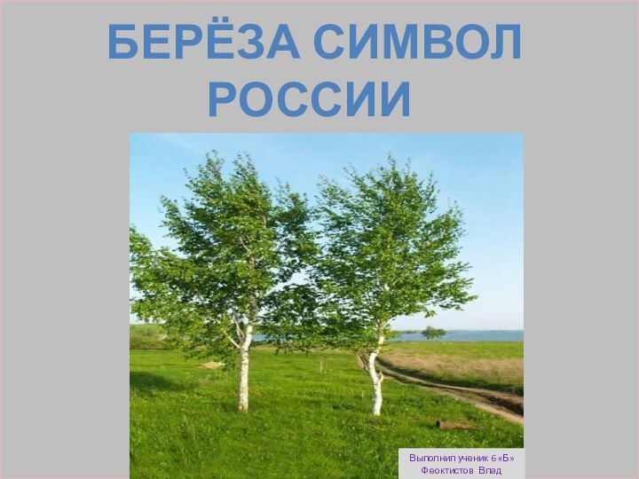 БеРёза символРоссииВыполнил ученик 6 «Б»Феоктистов Влад