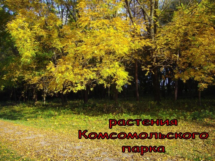 растения Комсомольского парка