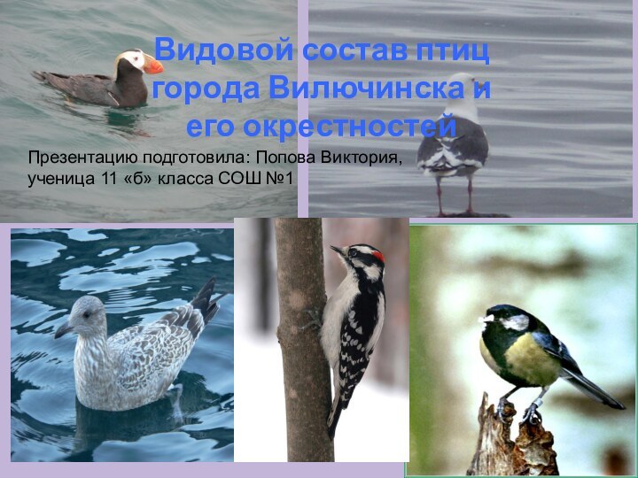 Видовой состав птиц города Вилючинска и его окрестностейПрезентацию подготовила: Попова Виктория, ученица