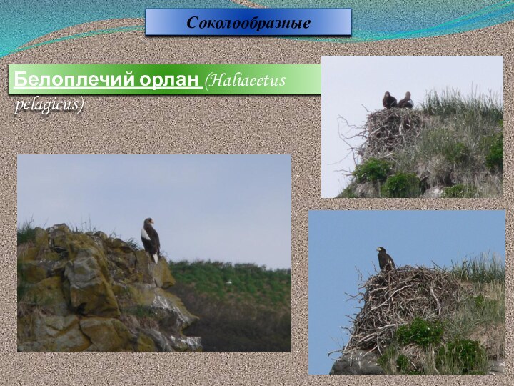 Белоплечий орлан (Haliaeetus pelagicus) Соколообразные