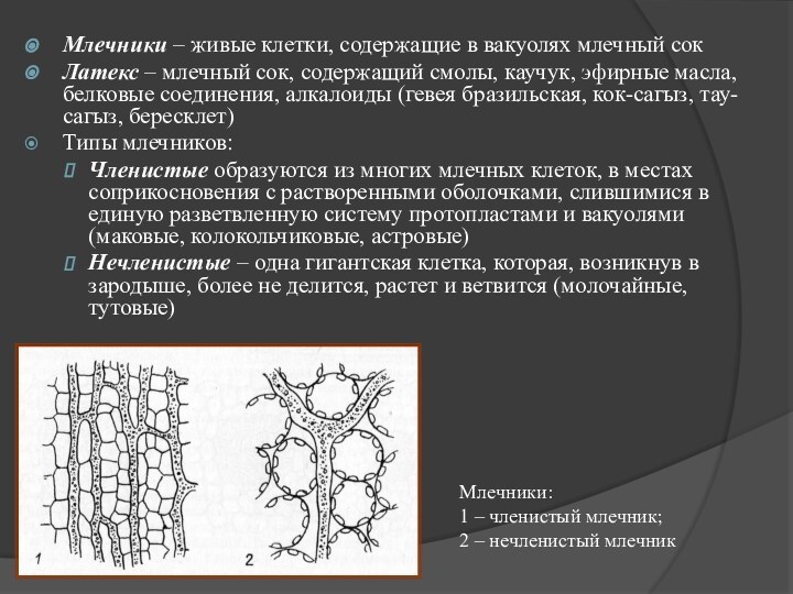 Млечники – живые клетки, содержащие в вакуолях млечный сокЛатекс – млечный сок,