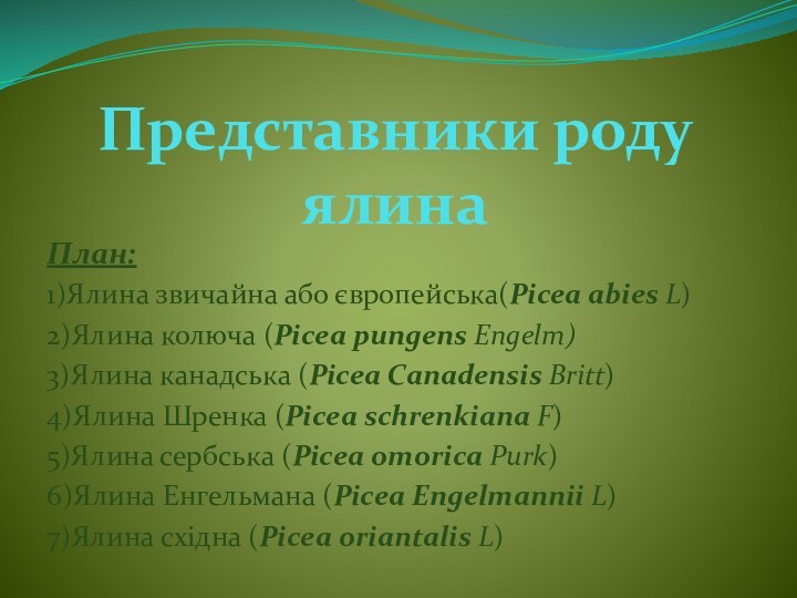 Представники роду ялинаПлан:1)Ялина звичайна або європейська(Picea abies L)2)Ялина колюча (Picea pungens Engelm)3)Ялина