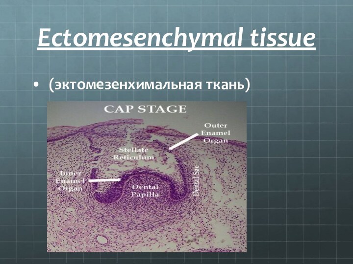 Ectomesenchymal tissue(эктомезенхимальная ткань)