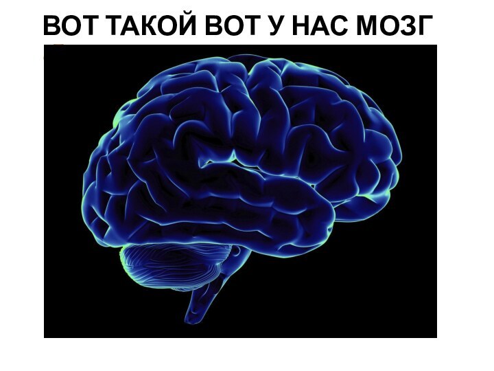 Вот такой вот у нас мозг 