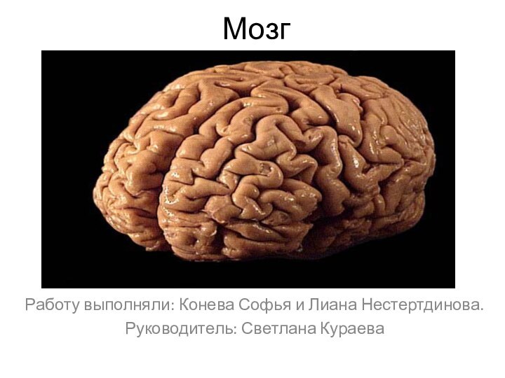 МозгРаботу выполняли: Конева Софья и Лиана Нестертдинова.Руководитель: Светлана Кураева