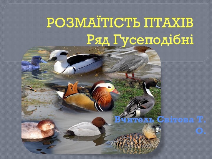 РОЗМАЇТІСТЬ ПТАХІВ  Ряд ГусеподібніВчитель Світова Т.О.