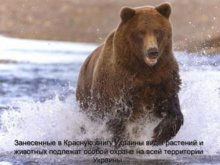 Занесенные в Красную книгу Украины виды растений и животных подлежат особой охране