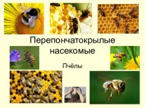 Перепончатокрылые насекомые. Пчелы