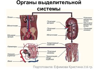 Органы выделительной системы