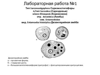 Лабораторная работа №1