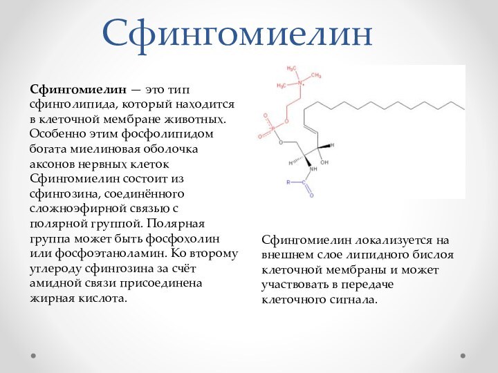 СфингомиелинСфингомиелин — это тип сфинголипида, который находится в клеточной мембране животных. Особенно этим