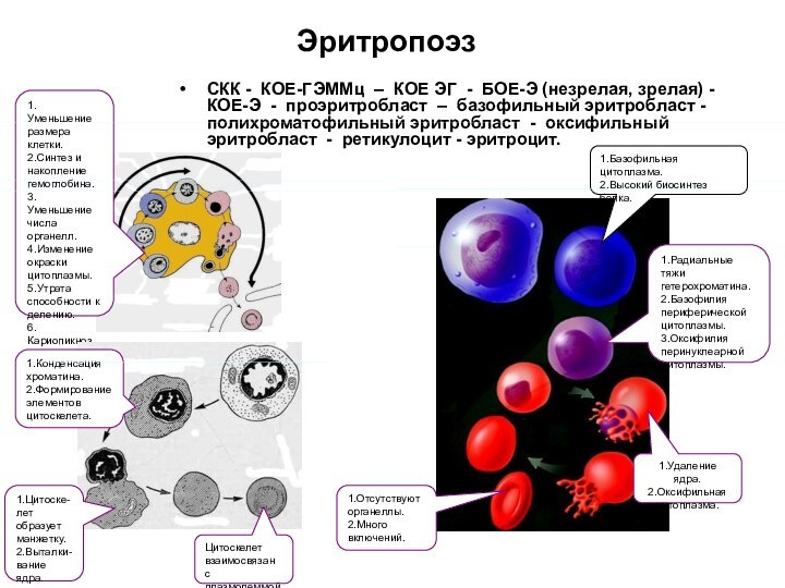 ЭритропоэзСКК - КОЕ-ГЭММц – КОЕ ЭГ - БОЕ-Э (незрелая, зрелая) - КОЕ-Э