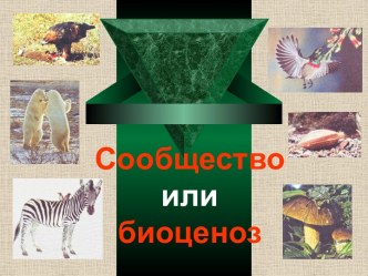 Сообщество или биоценоз