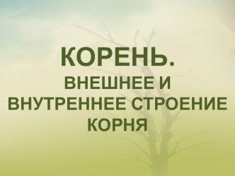 Корень. Внешние и внутреннее строение корня