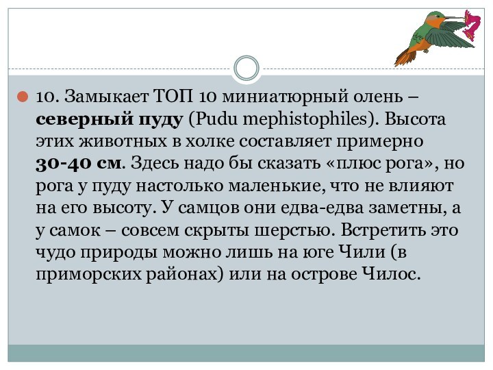 10. Замыкает ТОП 10 миниатюрный олень – северный пуду (Pudu mephistophiles). Высота