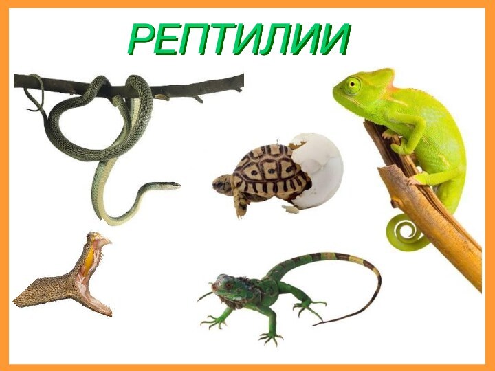 РЕПТИЛИИ