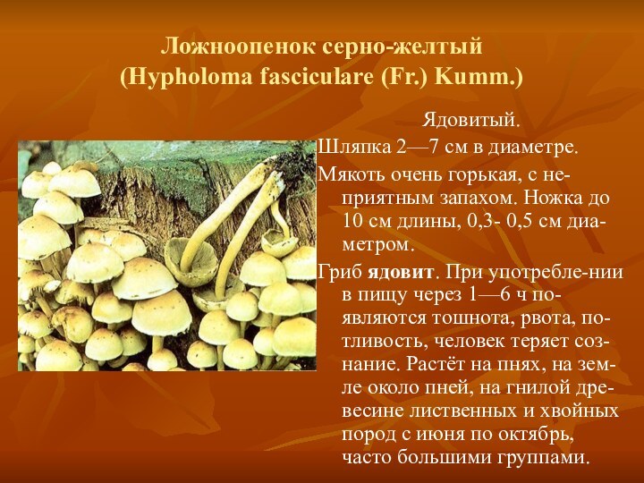 Ложноопенок серно-желтый (Hypholoma fasciculare (Fr.) Kumm.)Ядовитый.Шляпка 2—7 см в диаметре.Мякоть очень горькая,